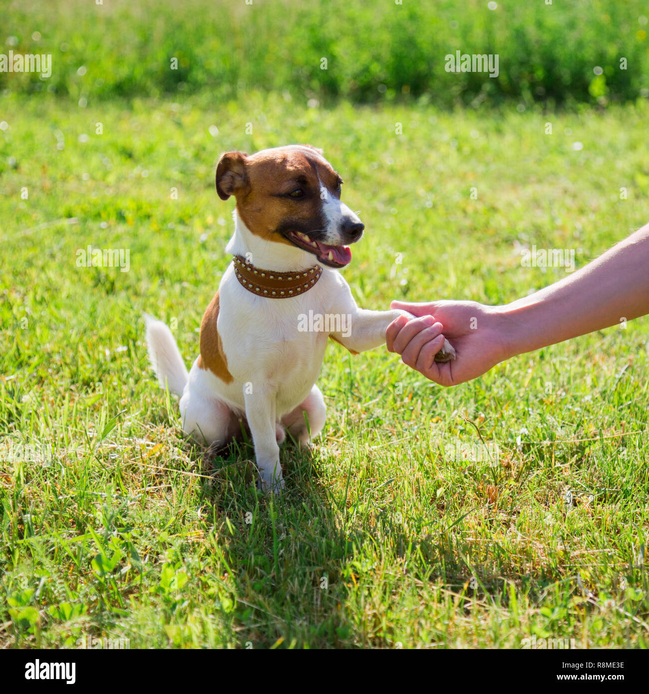Race De Chien Jack Russell Terrier Paw Donne à Lhomme