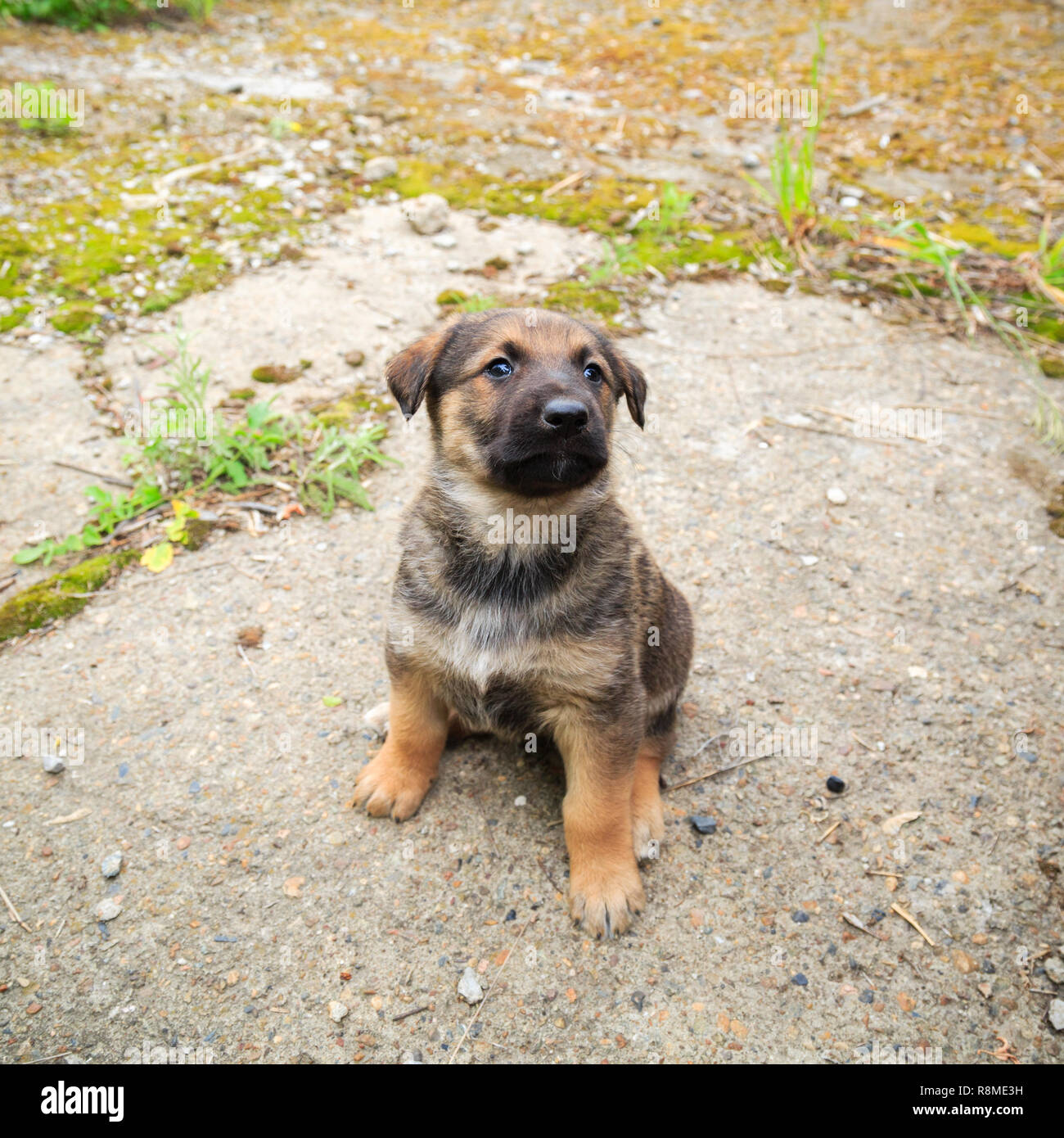 Caucasian Shepherd Puppy Photos Caucasian Shepherd Puppy