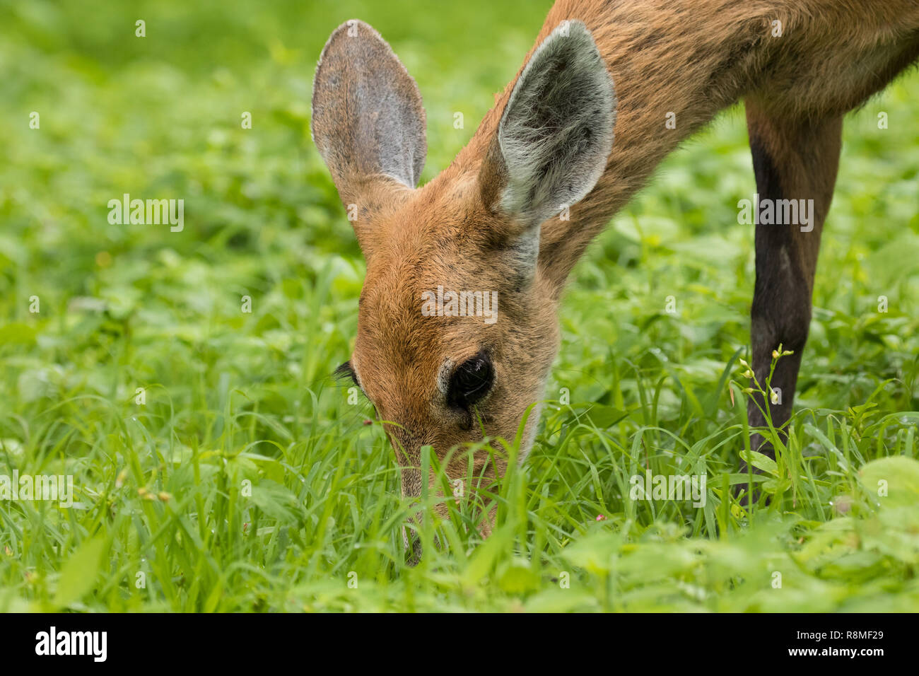 Cerf des marais du Pantanal, Brésil Banque D'Images