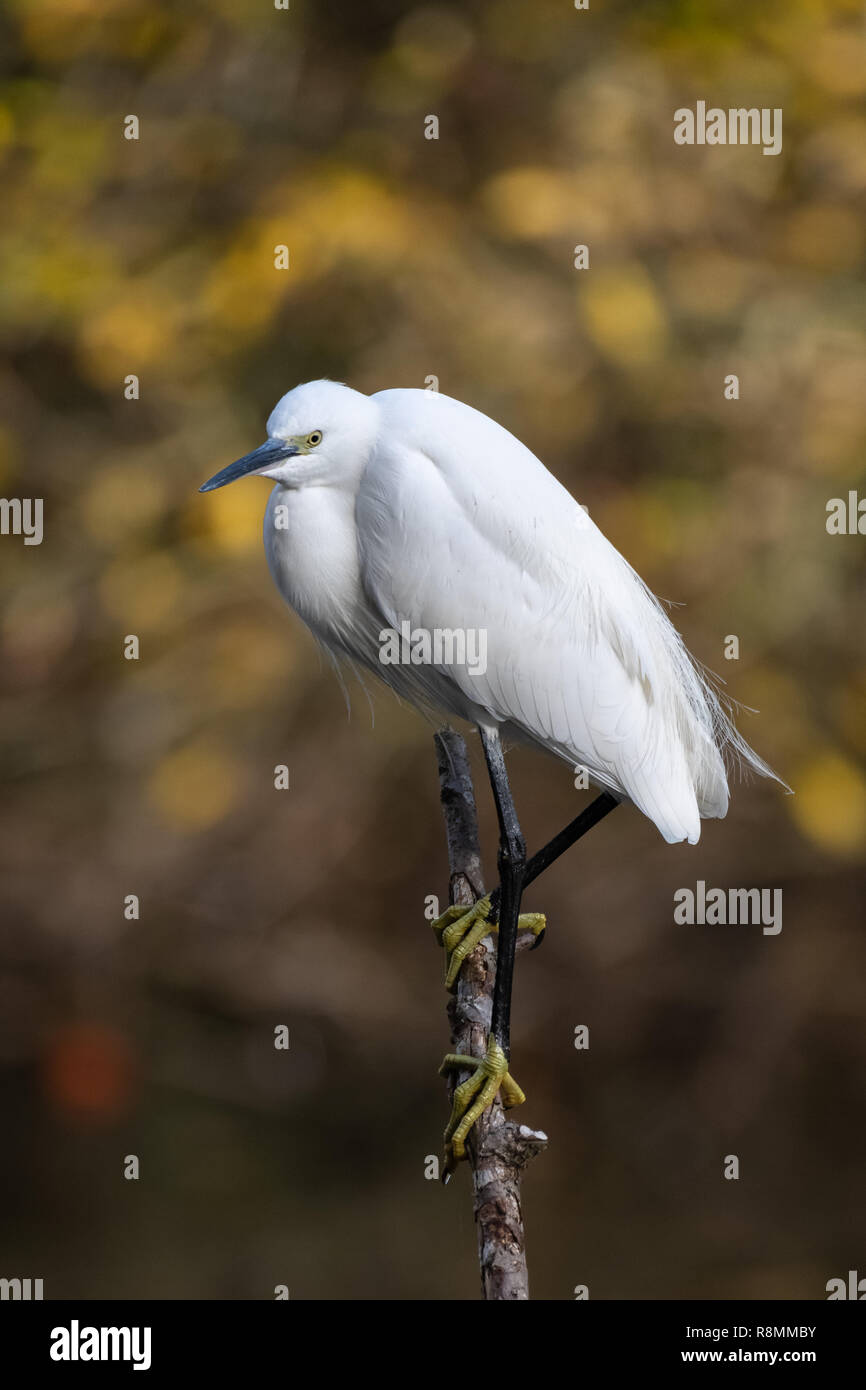 Aigrette garzette (Egretta garzetta) Banque D'Images