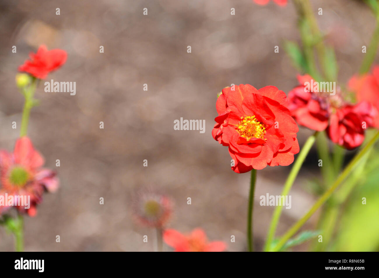 Geum 'Mrs J. Bradshaw' (Feuerball, fleurs) sur l'affichage à l'RHS Garden Harlow Carr, Harrogate, Yorkshire. Angleterre, Royaume-Uni. Banque D'Images