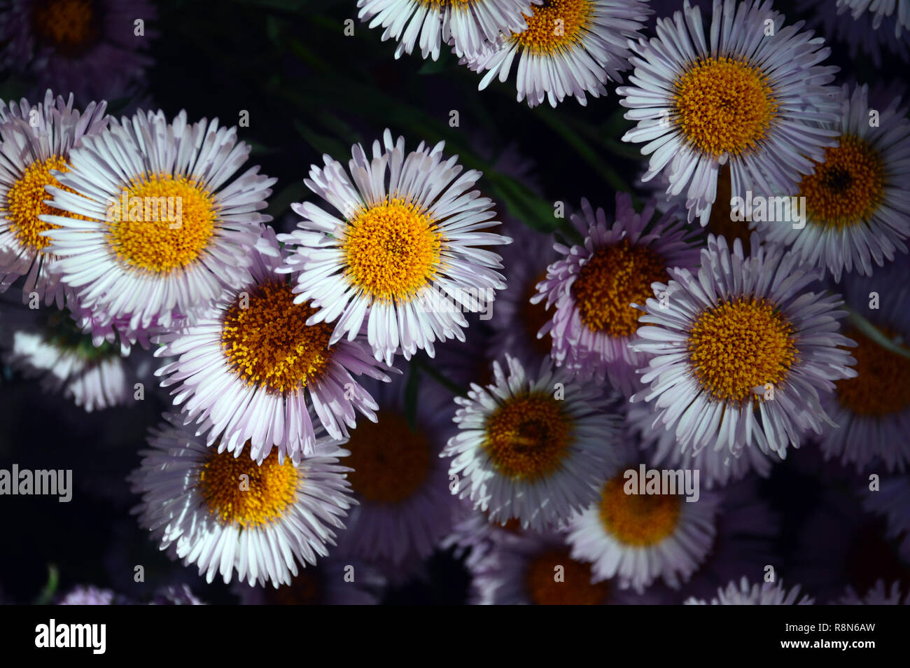 Fleabane Erigeron 'dimity' marguerites sur l'affichage à l'RHS Garden Harlow Carr, Harrogate, Yorkshire. Angleterre, Royaume-Uni. Banque D'Images