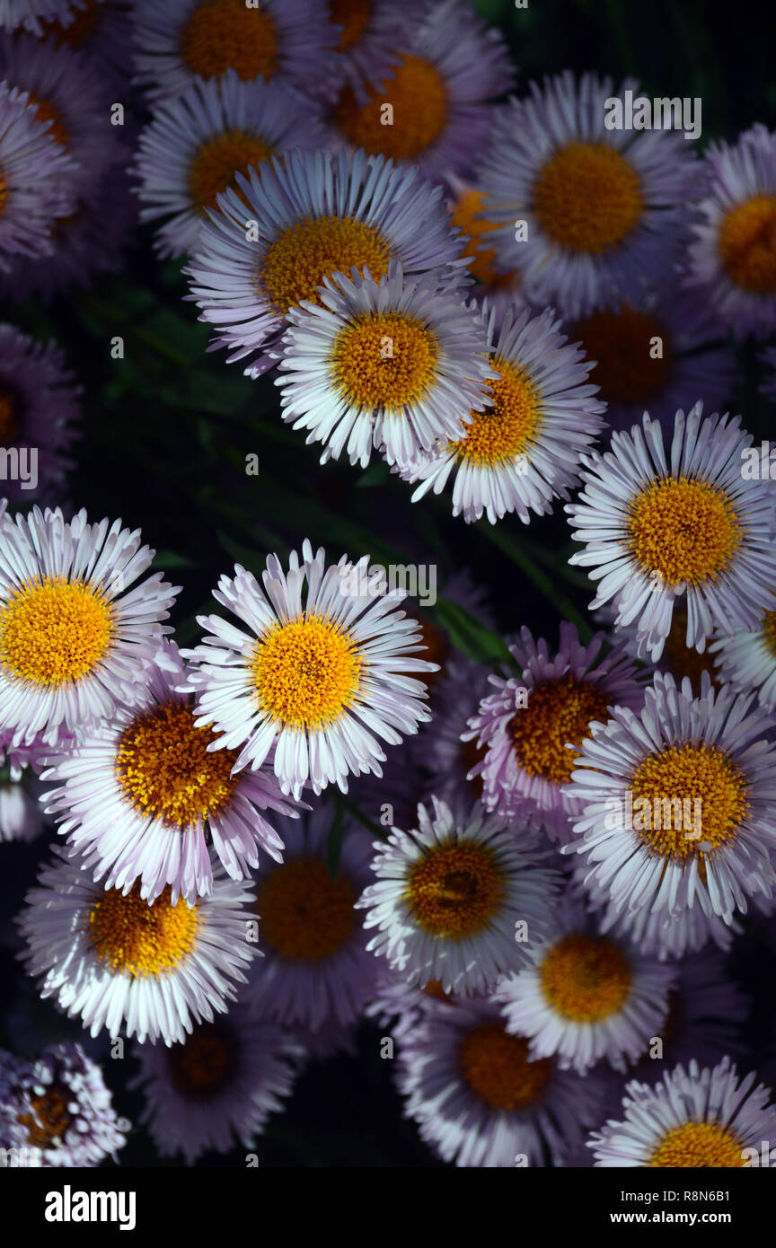 Fleabane Erigeron 'dimity' marguerites sur l'affichage à l'RHS Garden Harlow Carr, Harrogate, Yorkshire. Angleterre, Royaume-Uni. Banque D'Images