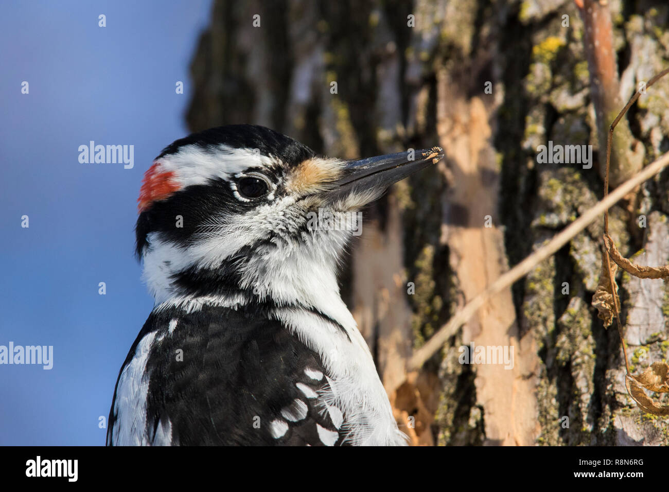 Pic chevelu mâle en hiver Banque D'Images