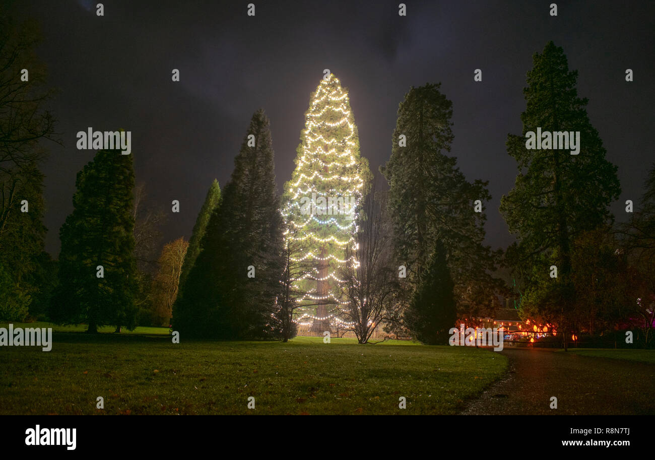 Wakehurst Place Christmas Tree Banque D'Images