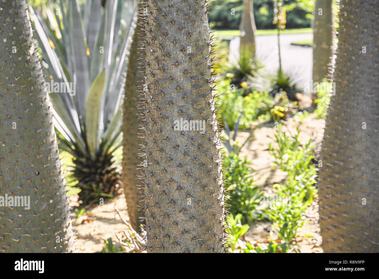 Focus sélectif chez cactus tronc avec colonne vertébrale dans la lumière du matin. Banque D'Images