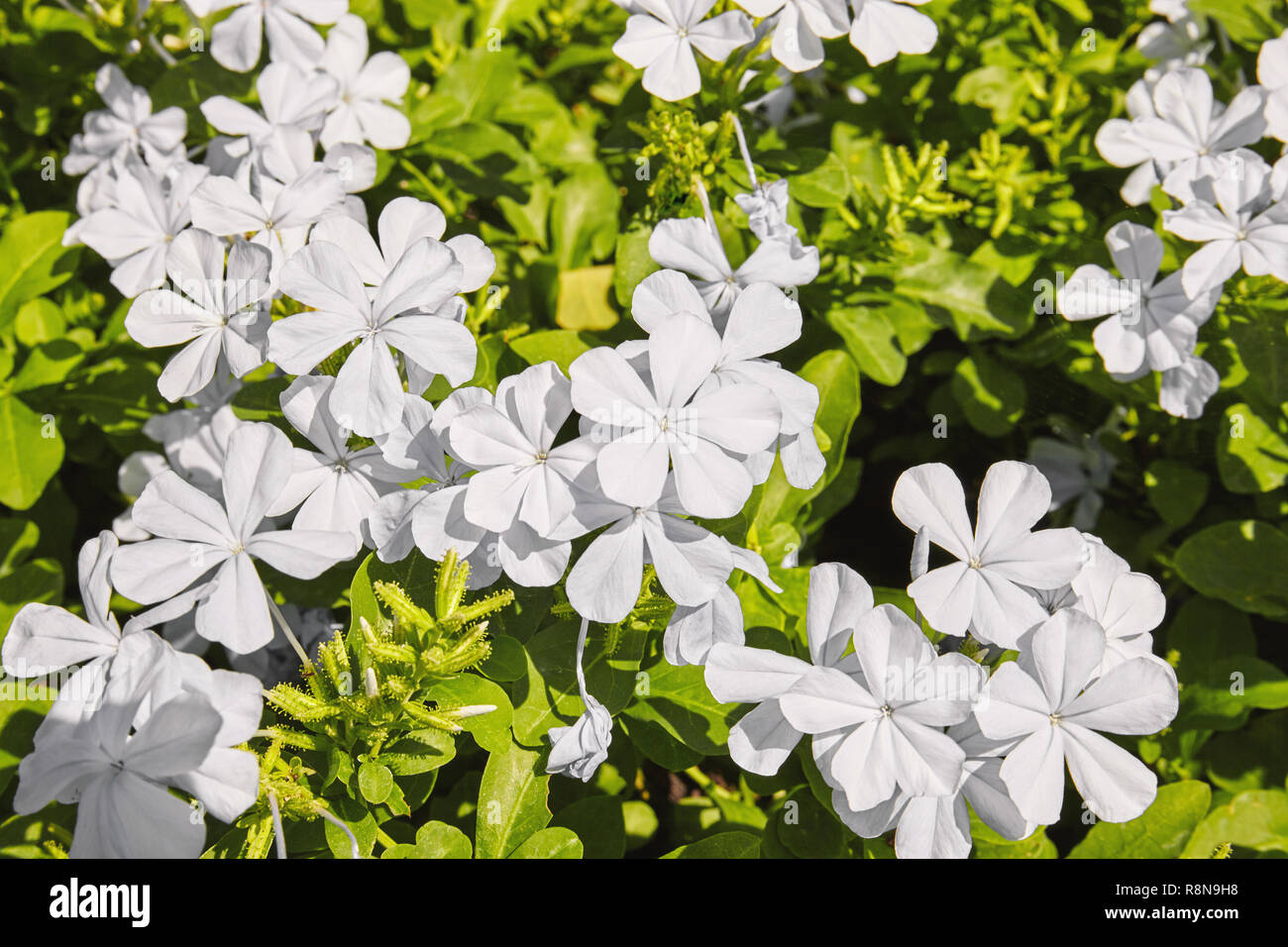 Belle fleur blanche qui fleurit dans le jardin avec la lumière du soleil du  matin, Le Cap, Le Cap ou Leadwort Plumbago Plumbago bleu fleur, gros plan,  Vue de dessus Photo Stock -