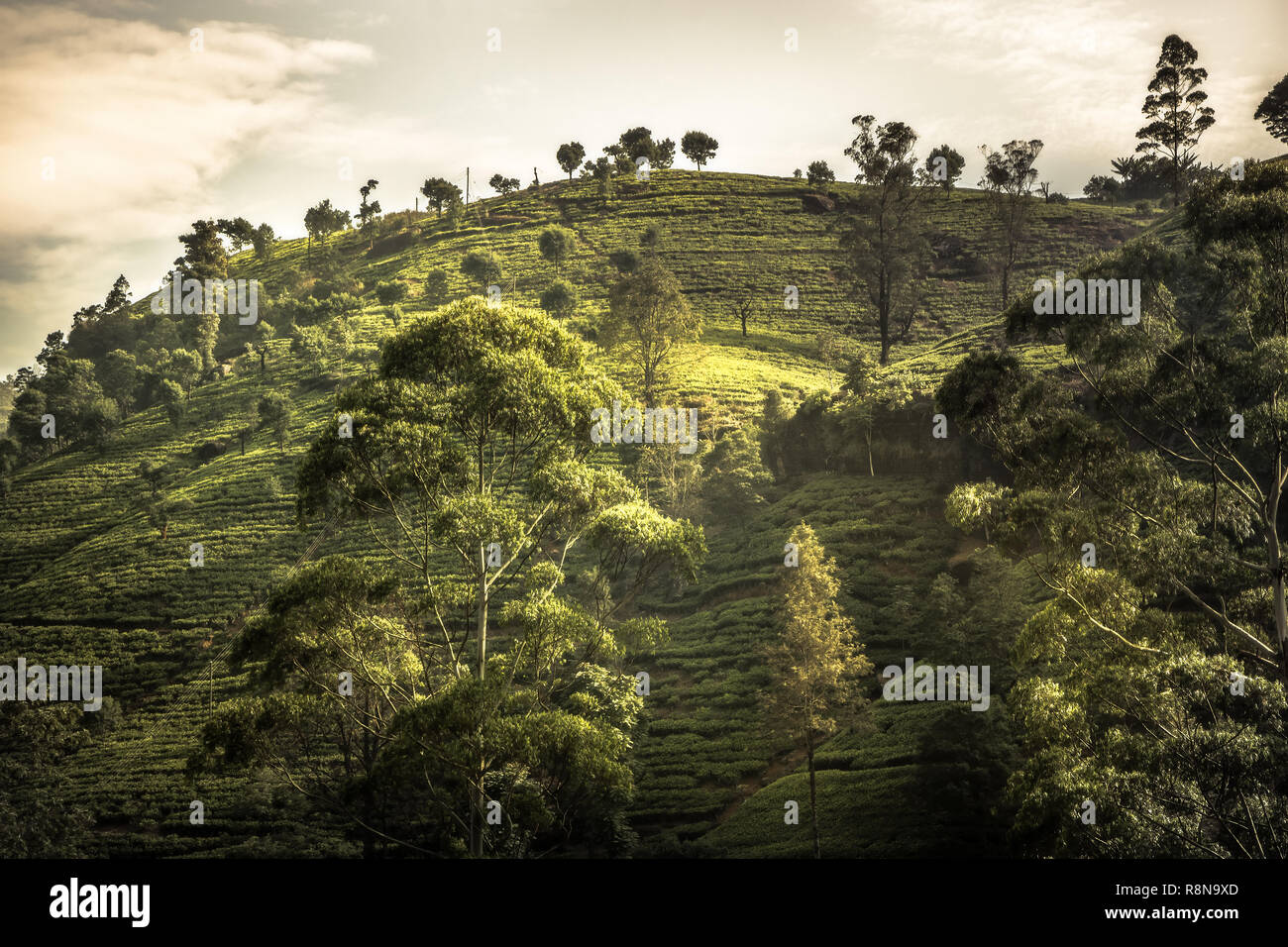 Les plantations de thé terrasse arbres champs colline paysage animé coucher du soleil dans les pays d'Asie Sri Lanka Nuwara Eliya environs Banque D'Images