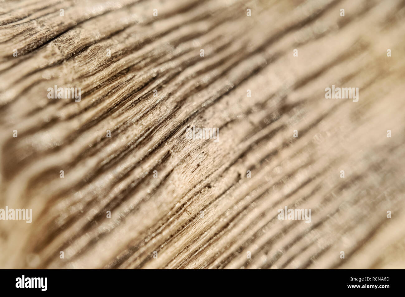Vallonné à rayures texture d'écorce d'un arbre contre l'arrière-plan d'un macrophoto Banque D'Images