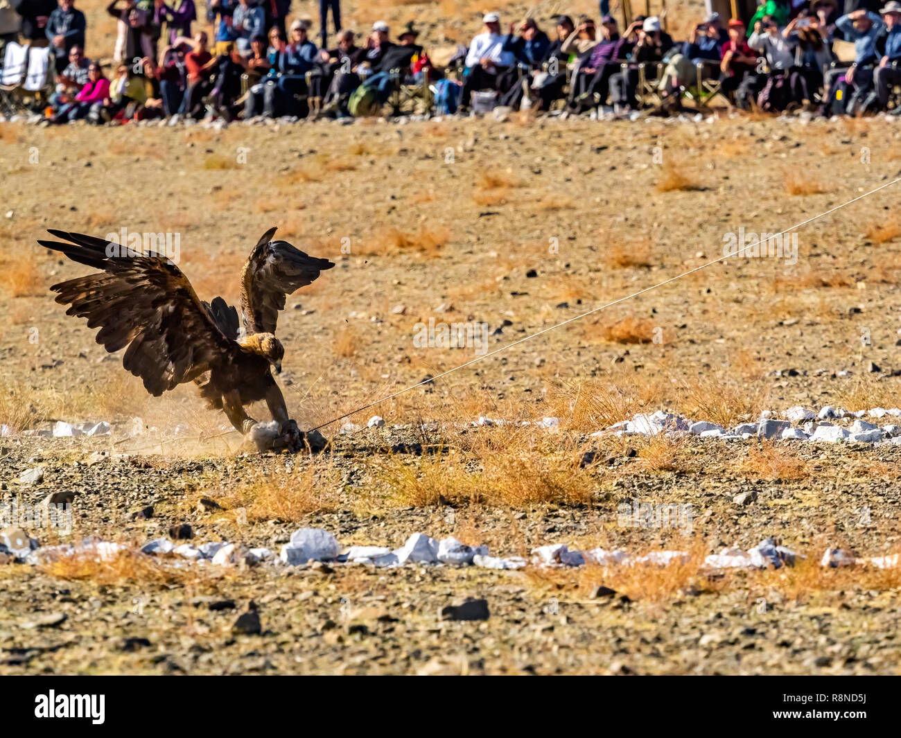 Golden Eagle bien formés la proie des attaques sur le sol dans les Golden Eagle Hunter Festival à Ulgii en Mongolie Banque D'Images