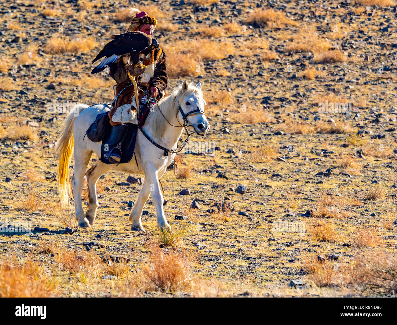 ULGII, LA MONGOLIE - le 6 octobre 2018 : Mongolian Golden Eagle Hunter dans les vêtements de fourrure de renard assis à cheval avec l'ea d'or bien formés Banque D'Images