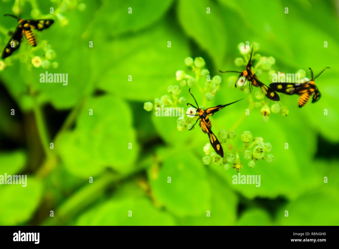 L'agrile du frêne est l'herbe du tigre à nectar sucré avec ses jambes et la moustache fait saillie dans le pollen Banque D'Images