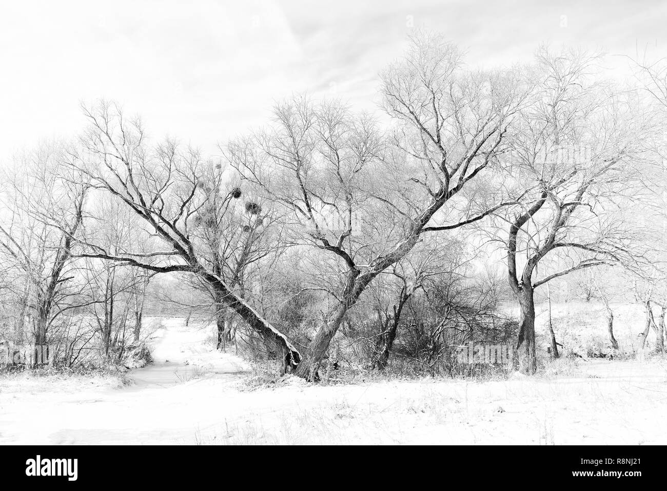 Photo en noir et blanc d'un saule, avec un 'V' forme, dans la neige en hiver. Certains gui pousse dans les branches Banque D'Images