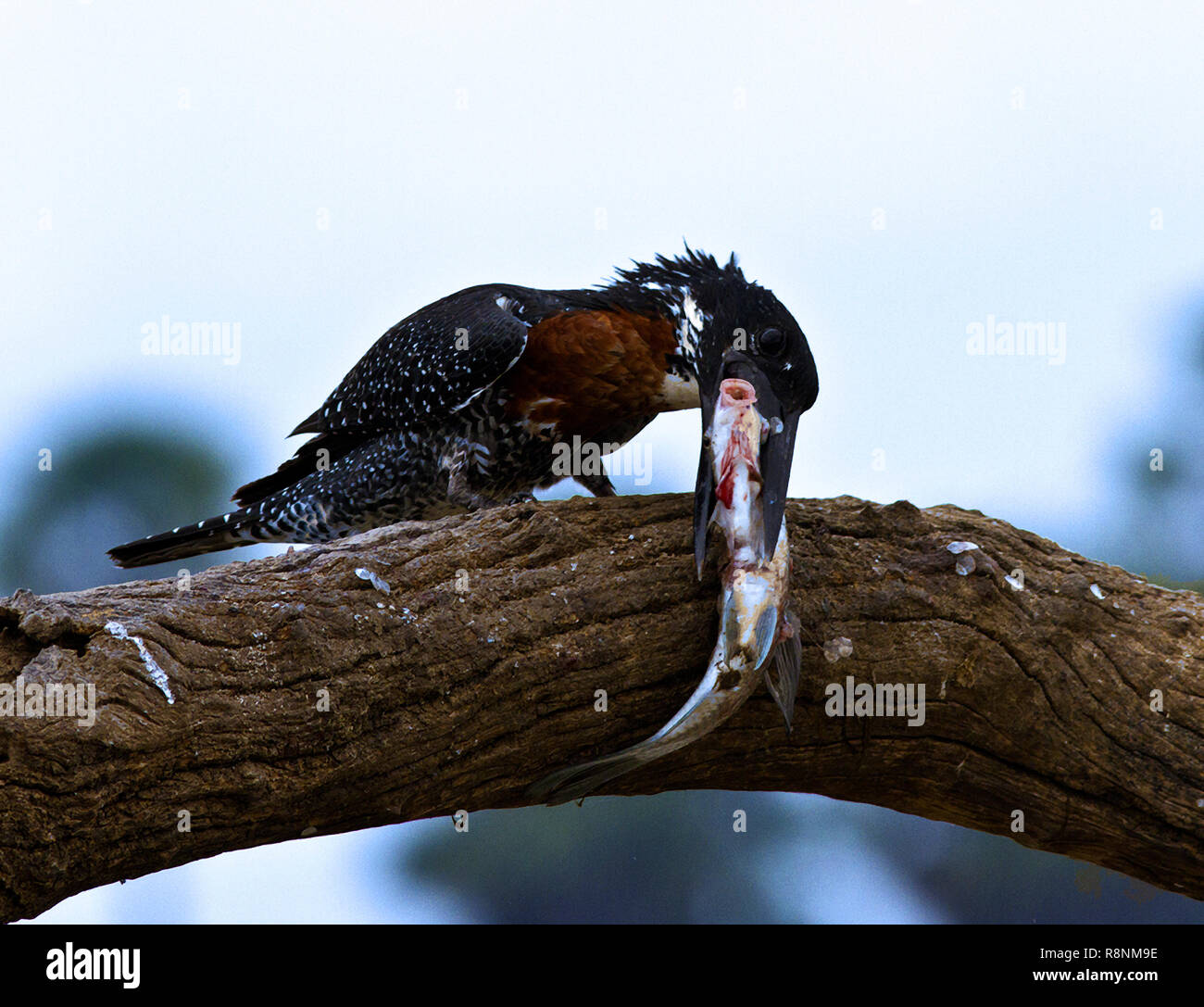 Un géant Kingfisher mâle a attrapé un poisson et retourne à son perchoir pour étourdir les proies par whacking il senseless avant de l'avaler son ensemble Banque D'Images