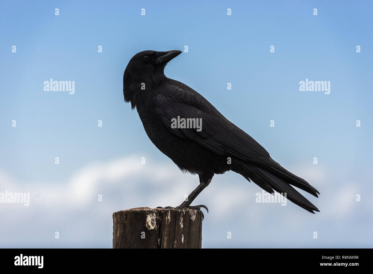 Corbeau Sombre Banque D Image Et Photos Alamy Corbeau Sombre Banque D Image Et Photos Alamy