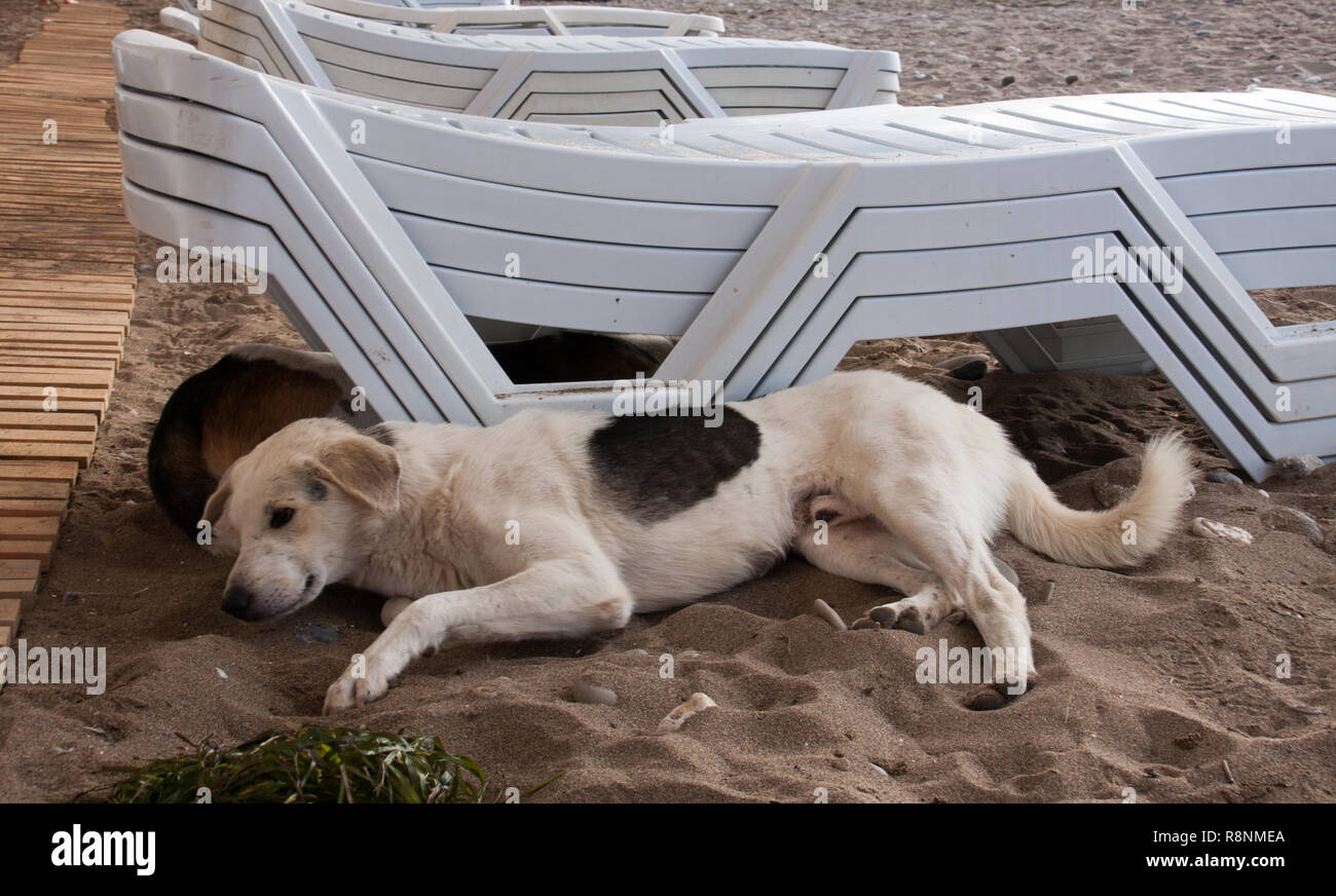 Chien errant à la plage transats sous dans le sable Banque D'Images