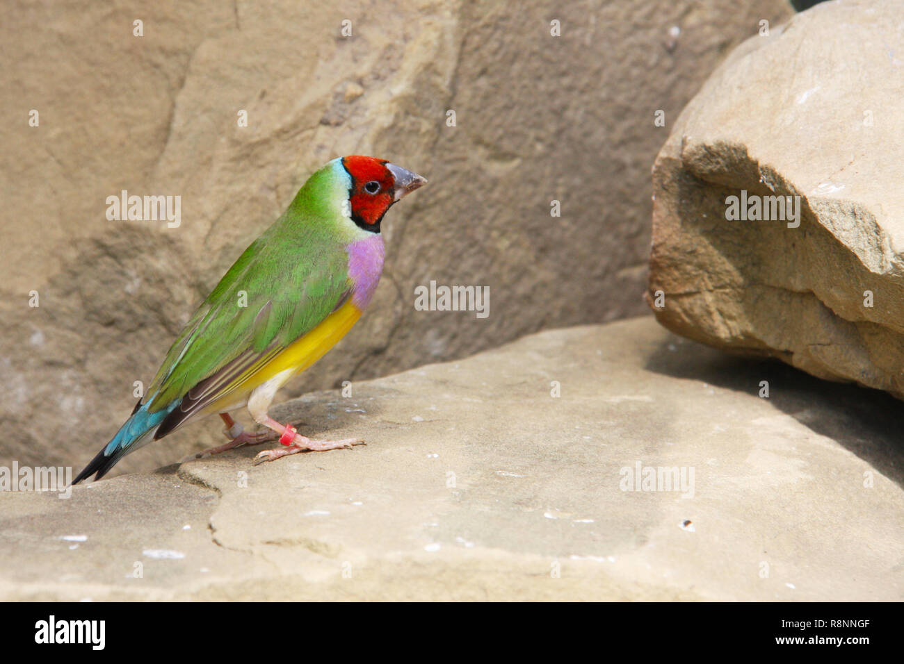 L'Gouldian finch ou Erythrura gouldiae, homme, aka the Lady Gouldian Finch, Goulds finch ou l'arc en ciel finch Banque D'Images