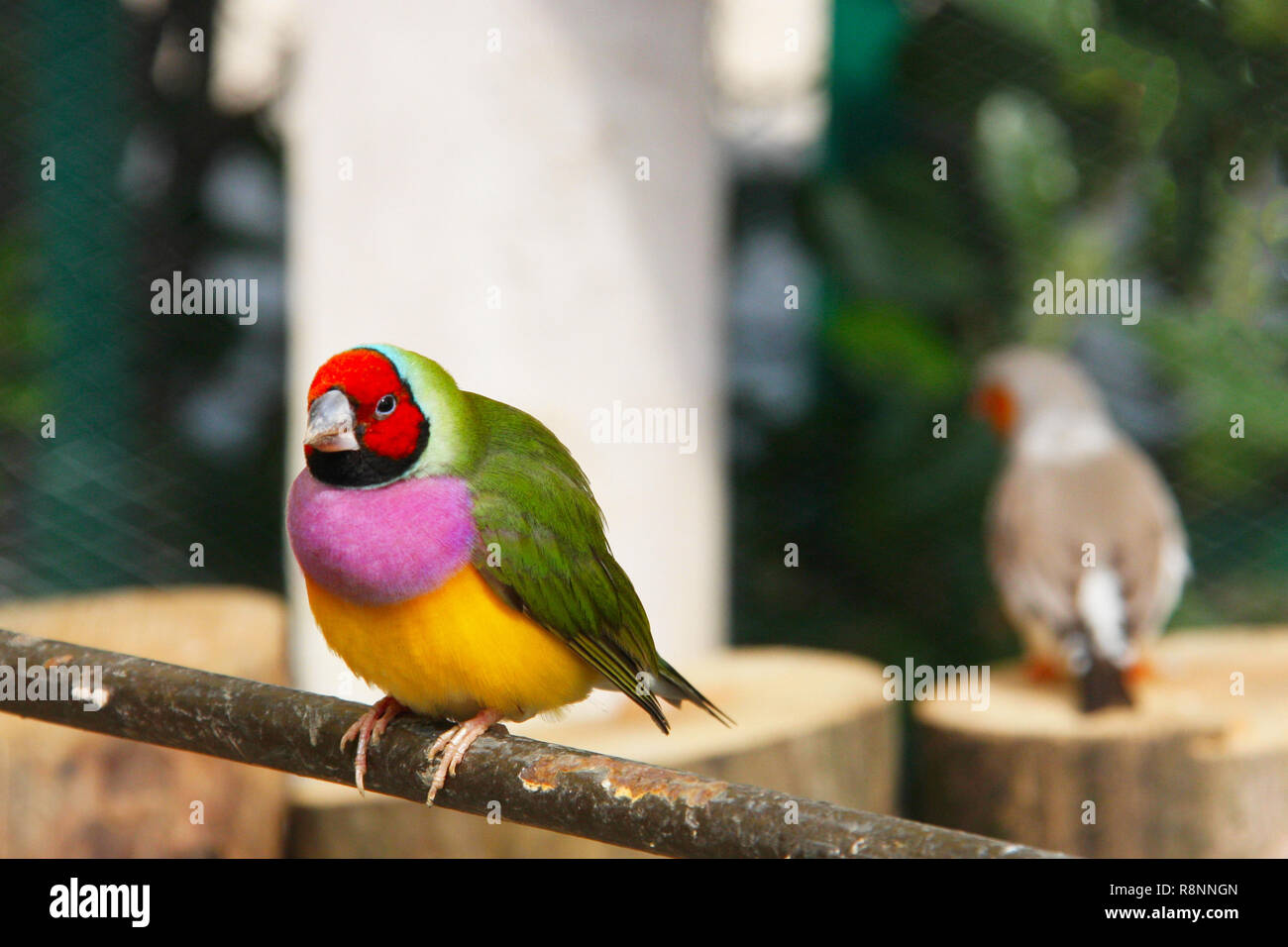 L'Gouldian finch ou Erythrura gouldiae, homme, aka the Lady Gouldian Finch, Goulds finch ou l'arc en ciel finch Banque D'Images