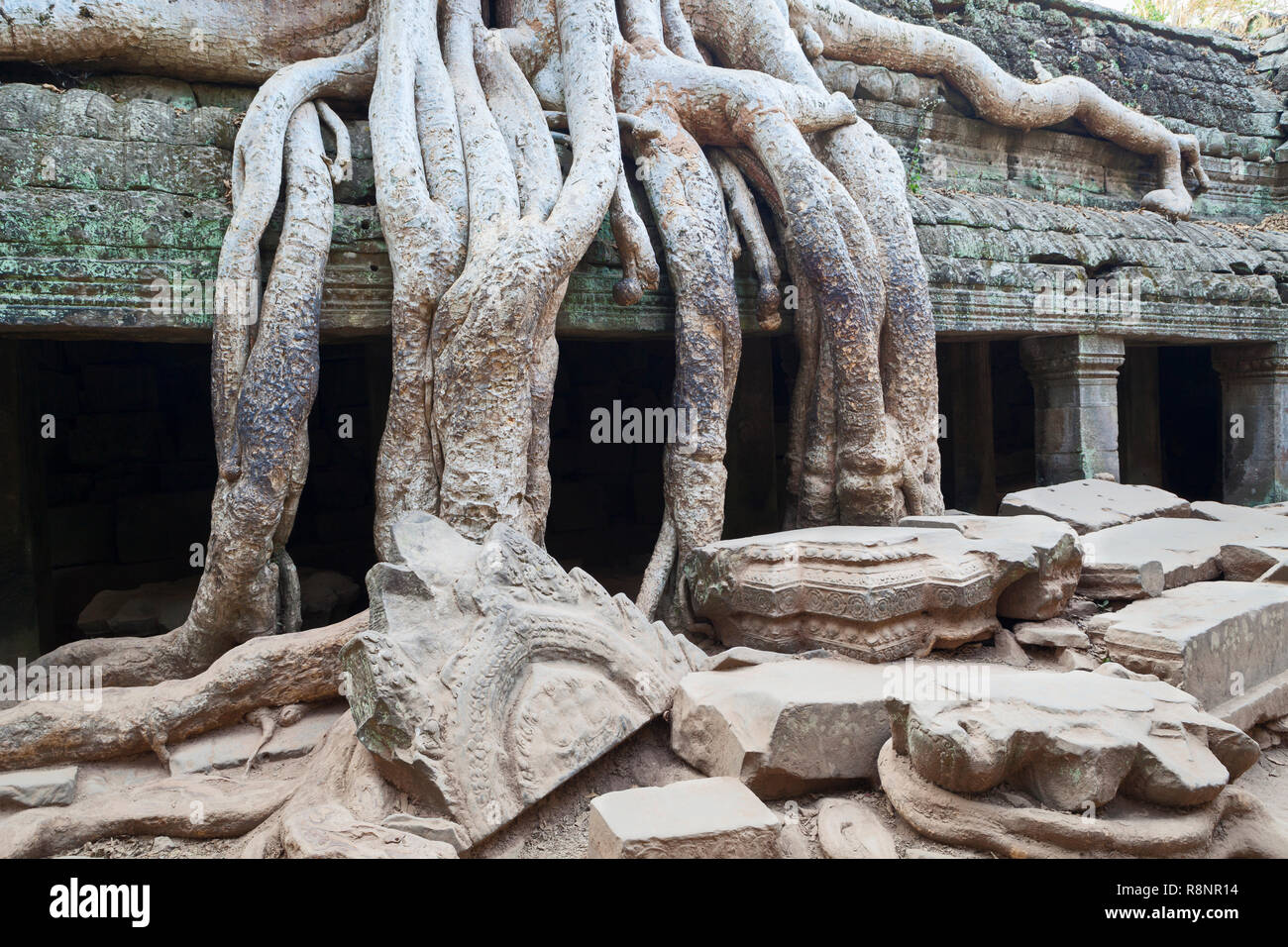 Ta Phrom temple, Angkor, Siem Reap, Cambodge Banque D'Images