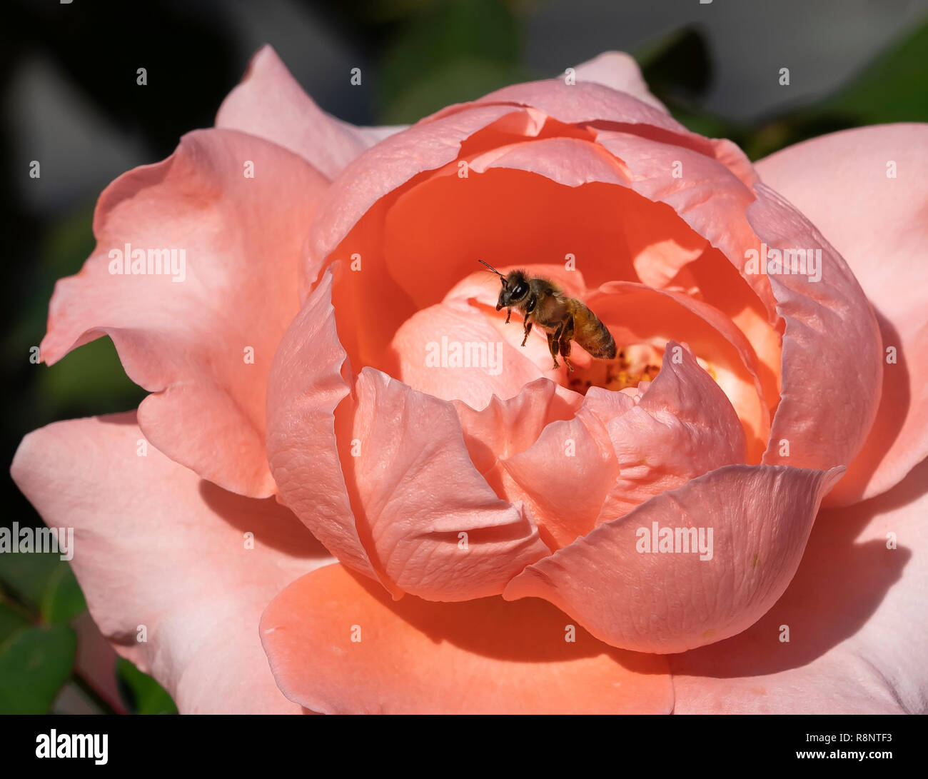 Vol d'abeilles loin de rose rose Banque D'Images