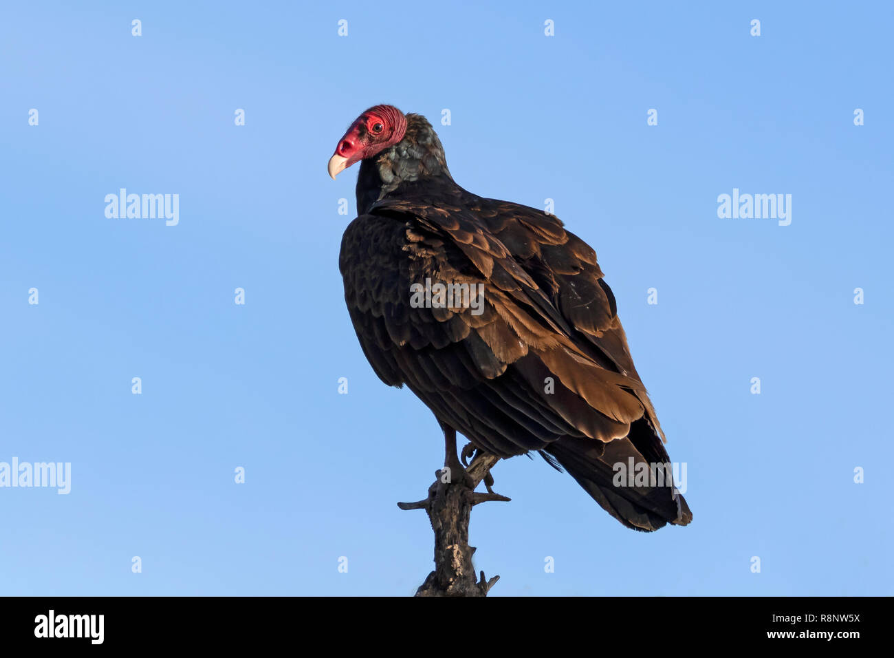 Vulture à Cachuma Lake Shore Banque D'Images