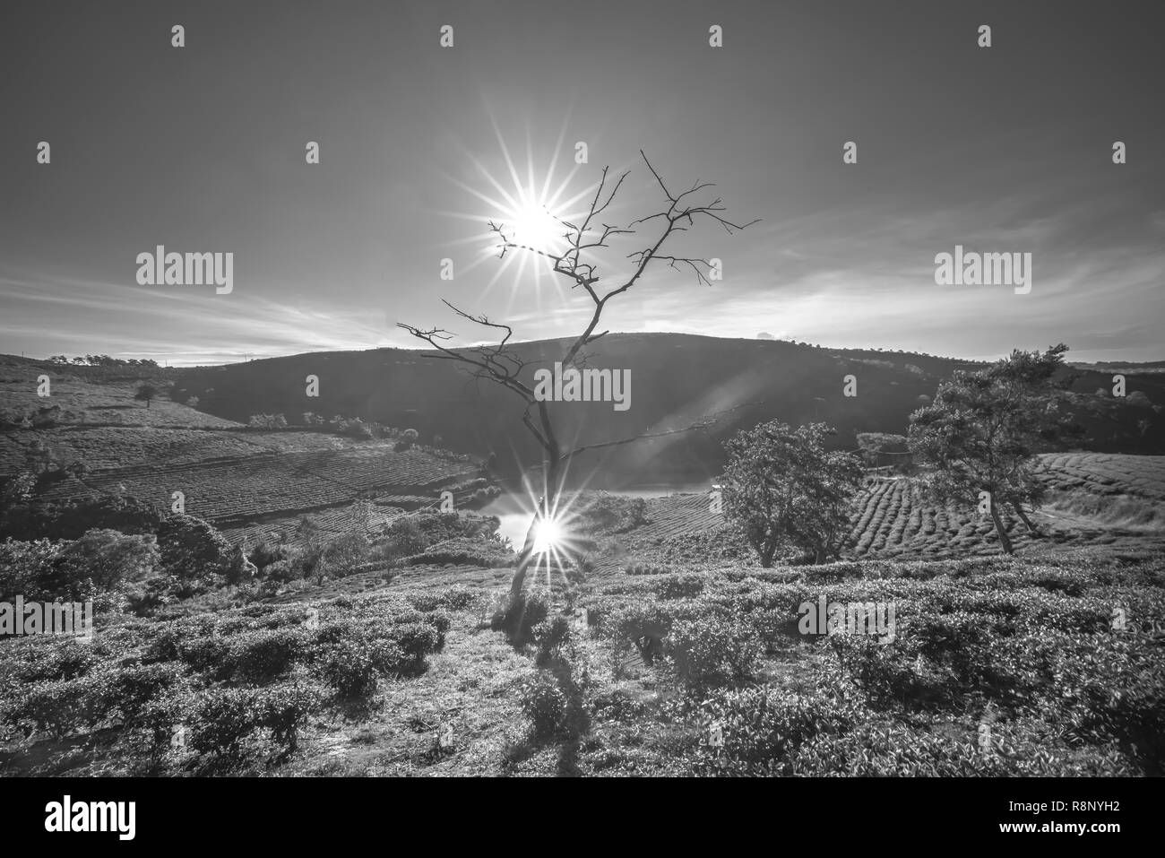 La colline de thé vert dans les montagnes du matin. Cette plantation de thé existent depuis plus de cent ans et la plus grande de l'offre de thé Banque D'Images