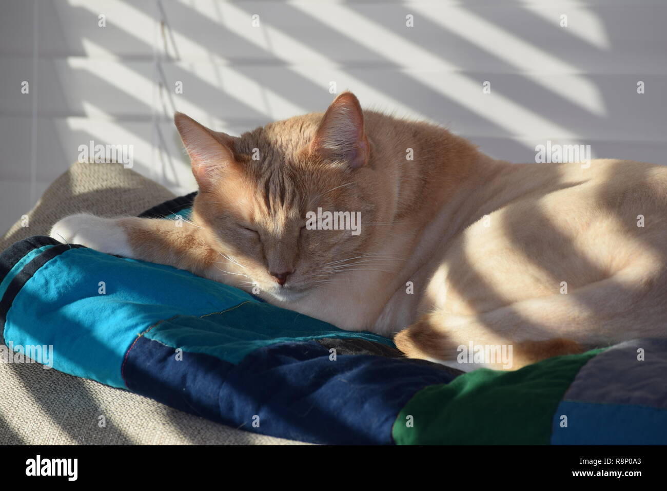 Tabby Orange mignon sieste dans la lumière du soleil Banque D'Images