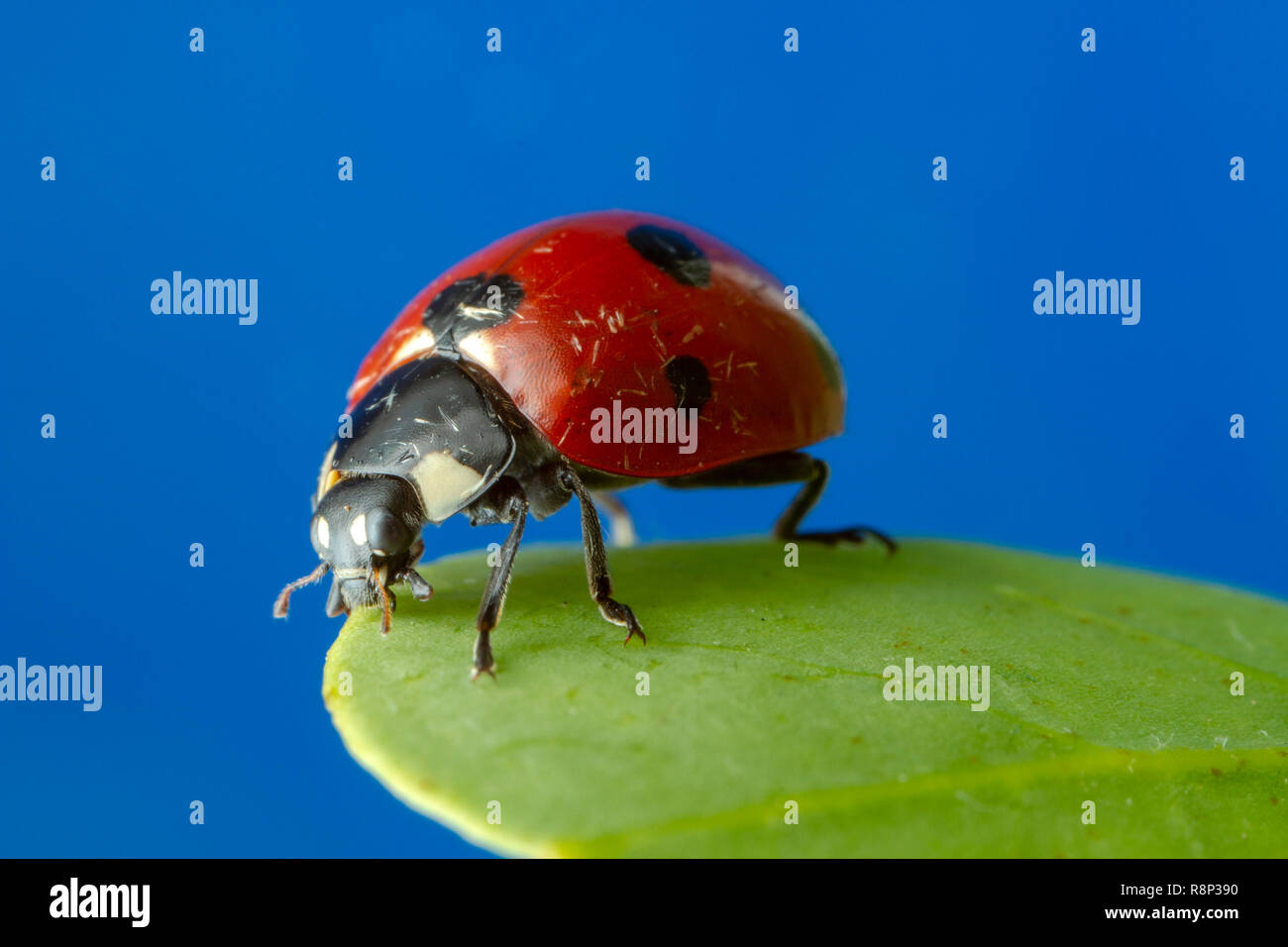 Ladybird on leaf Banque D'Images