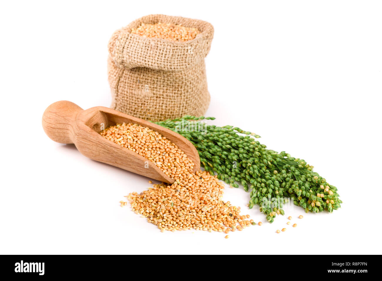 Millet dans un sac avec des épillets vert isolé sur fond blanc. Nourriture pour perroquets Banque D'Images