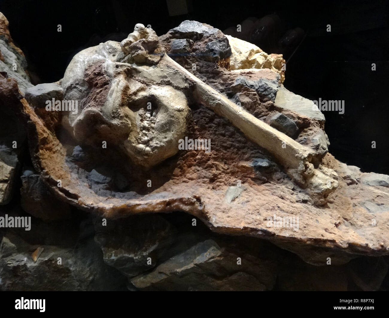 L'évolution humaine combustibles Banque D'Images