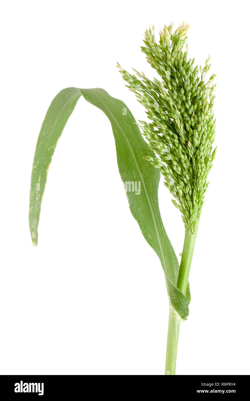 Millet cru vert isolé sur fond blanc Banque D'Images