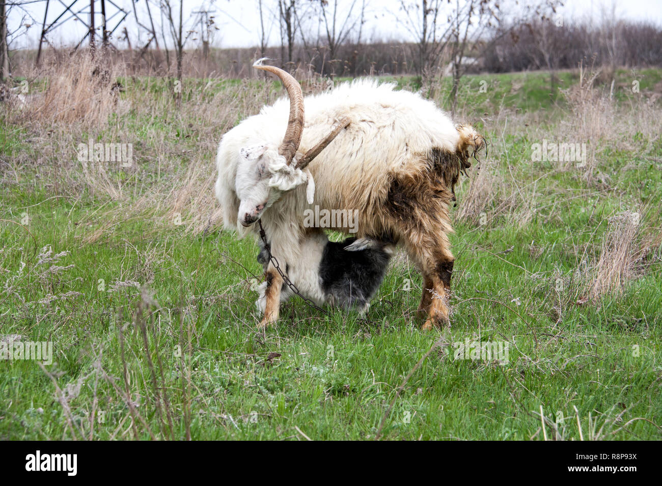 Petit enfant de sucer le lait de chèvre la maman de chèvre Banque D'Images