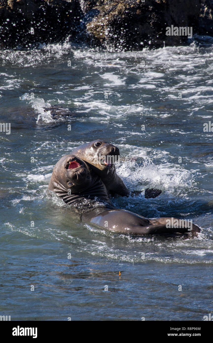 L'éléphant (Mirounga angustirostris) à San Simeon, California, USA Banque D'Images