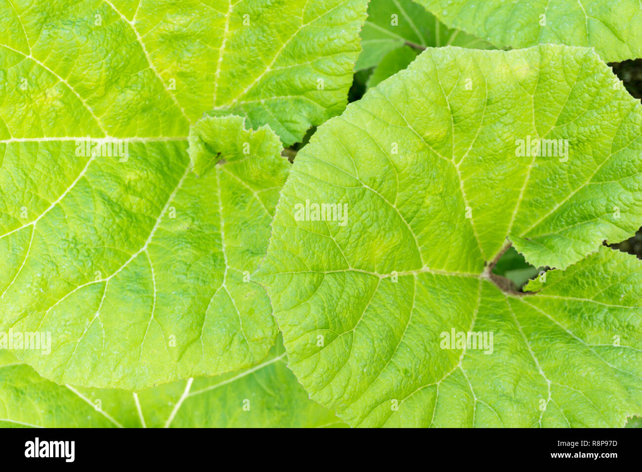 Close-up of green de Nénuphar sur une journée ensoleillée. Banque D'Images