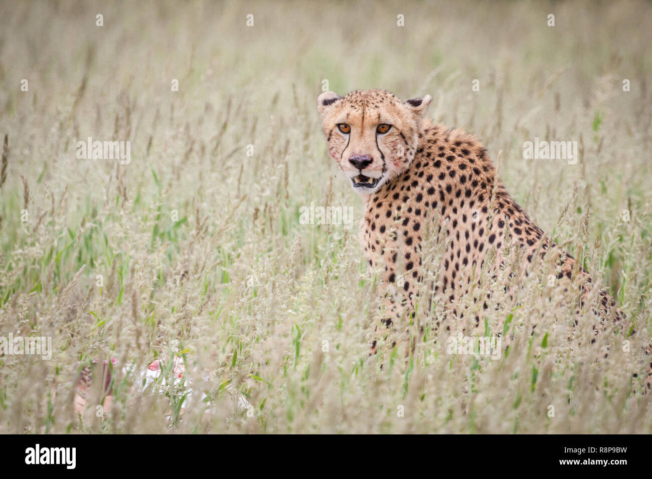 Cheetah regarder viewer. Banque D'Images