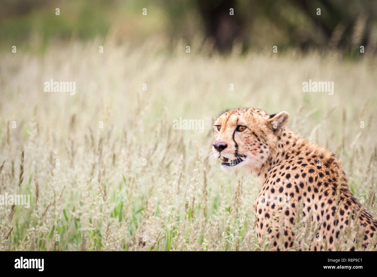 Portrait de guépard dans GRASS. Banque D'Images