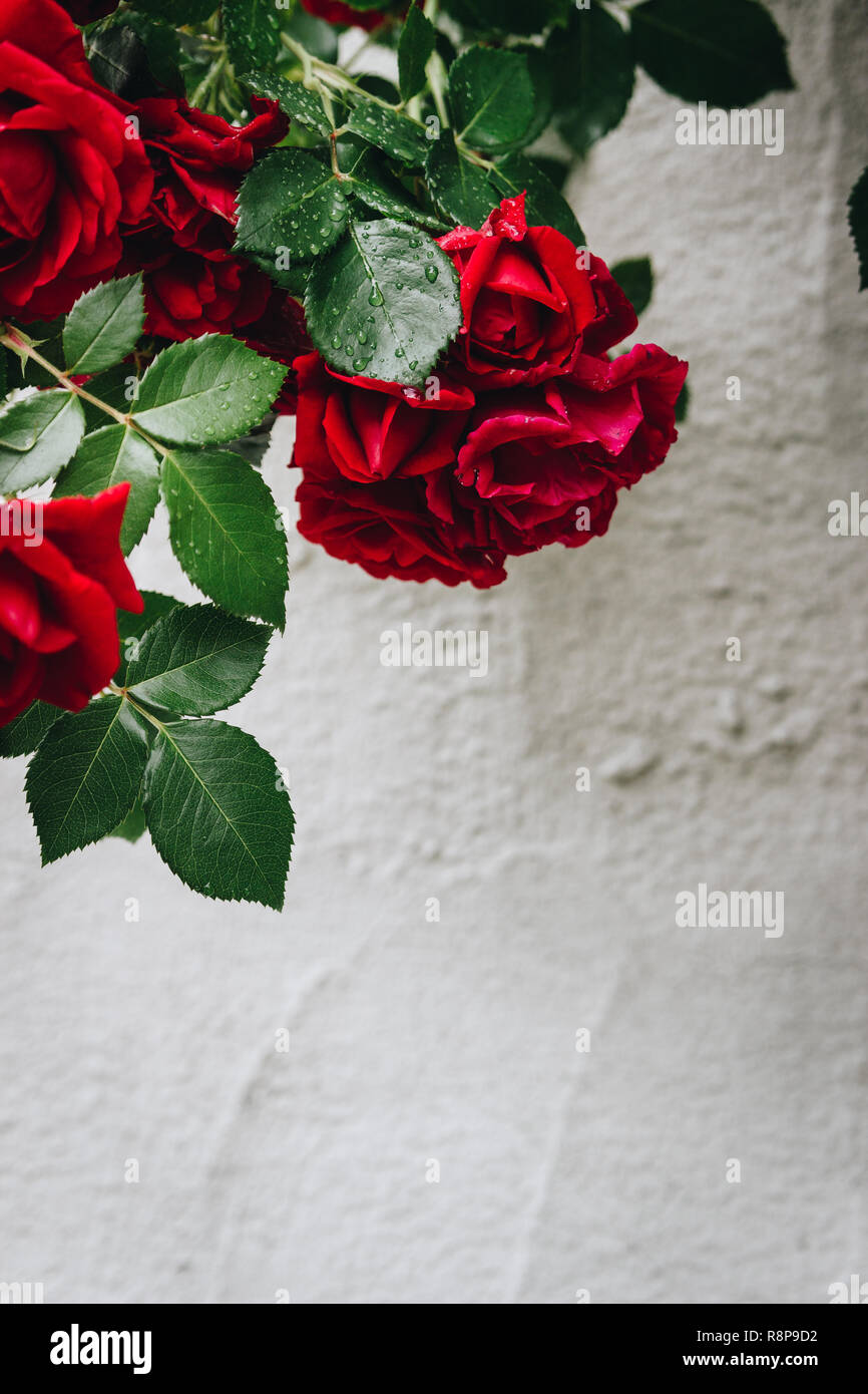 Belles roses rouges dans un jardin après une douche de pluie de printemps. Banque D'Images