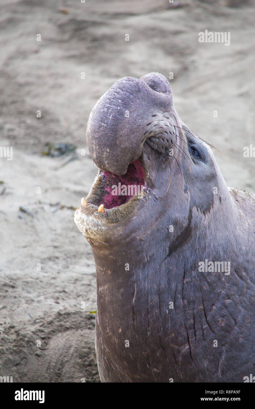 L'éléphant (Mirounga angustirostris) sur la plage de Piedras Blancas, San Simeon, California, USA Banque D'Images