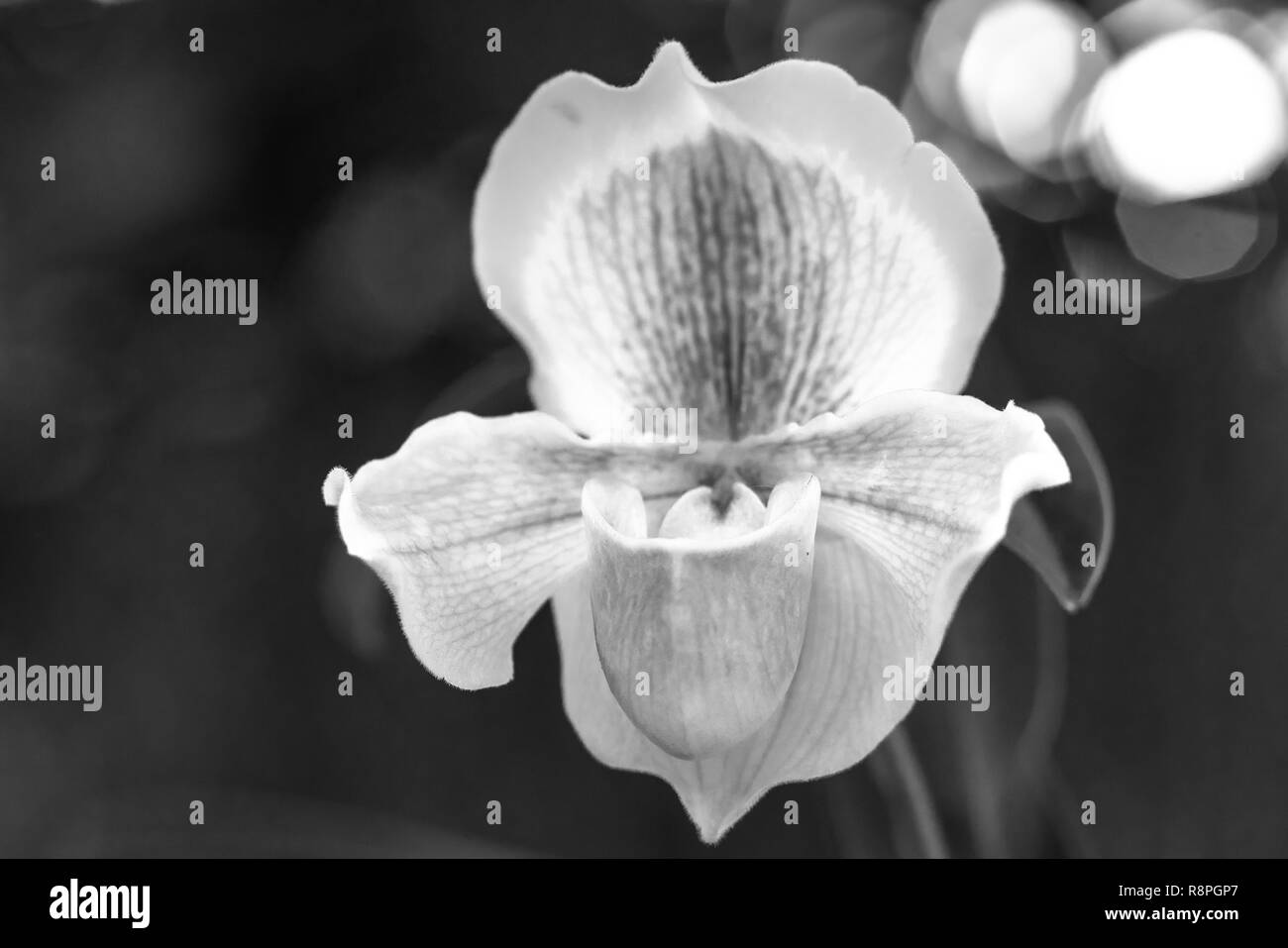 Wild Orchid blooming beautiful Lady Slipper, arôme doux, pure extase touristes errer Banque D'Images