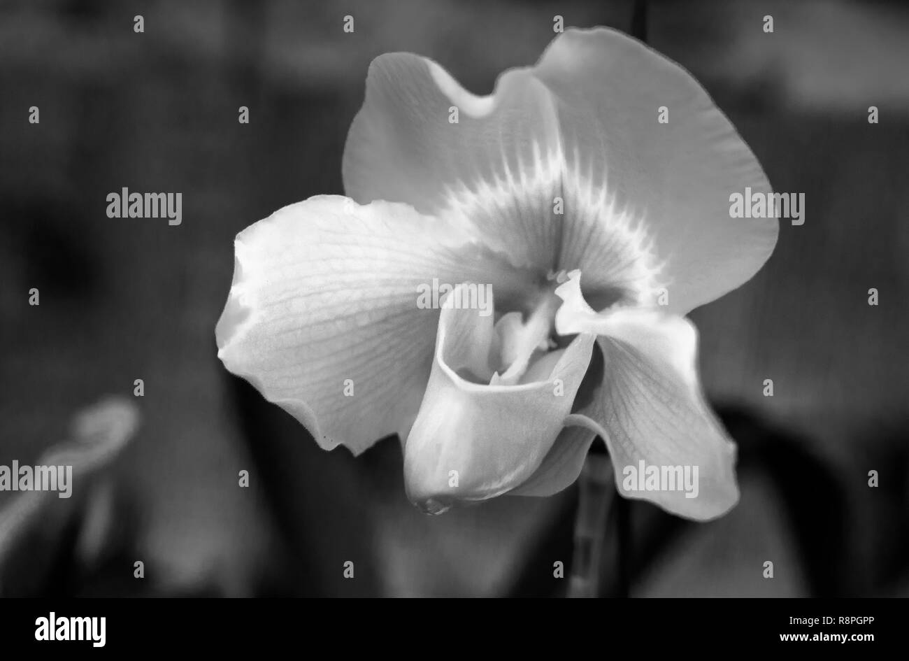 Wild Orchid blooming beautiful Lady Slipper, arôme doux, pure extase touristes errer Banque D'Images
