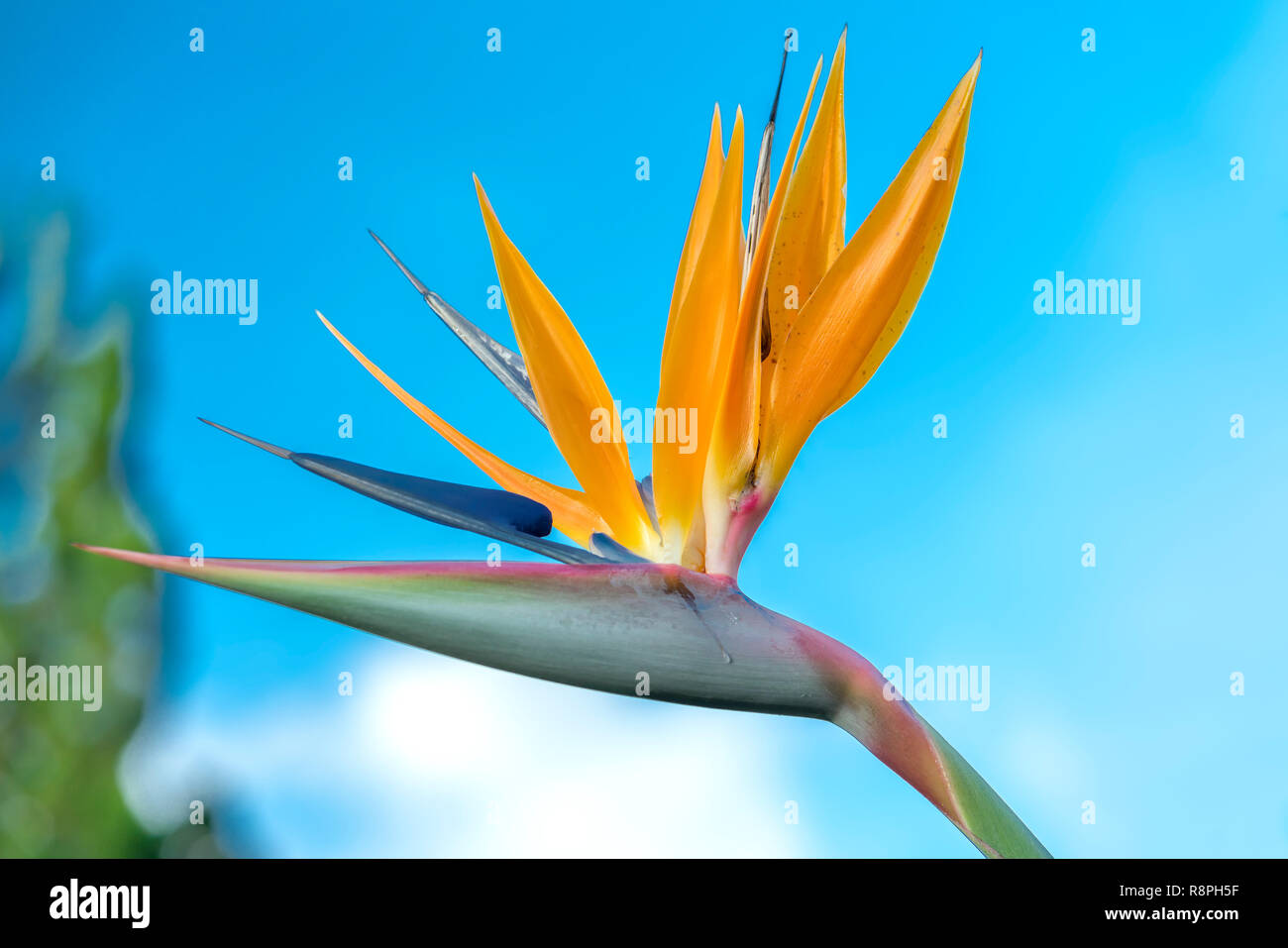 Loiseau De Paradis Fleurs Fleurissent Dans Le Jardin D