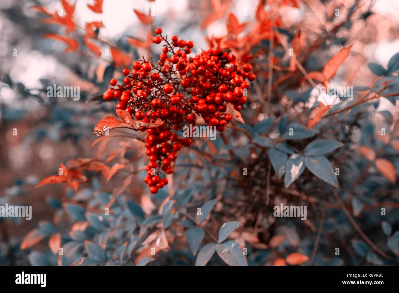 Fruits Rouge sur vert Aucuba japonica arbuste en hiver Banque D'Images