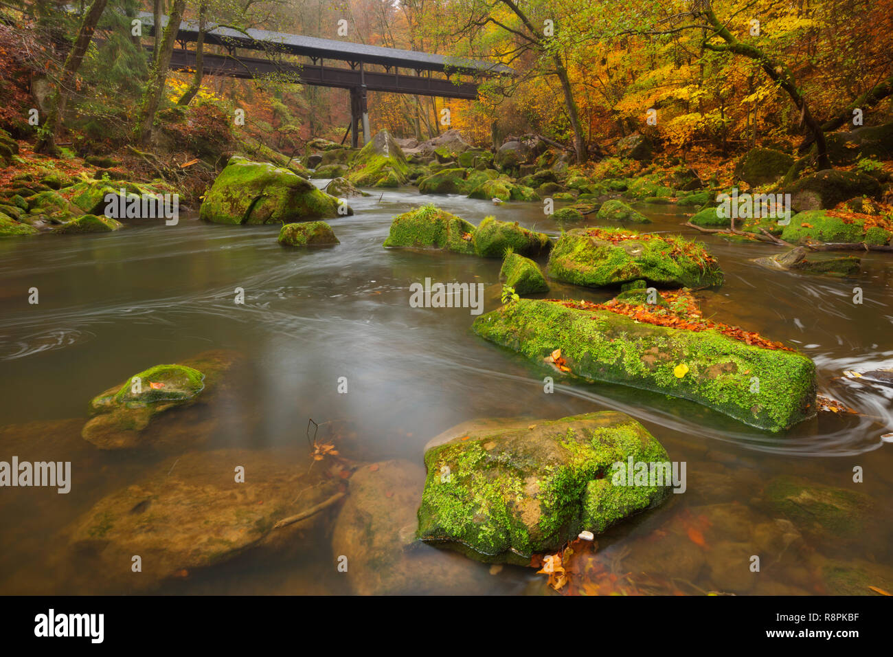 En bois recouverte d'un pont sur une rivière dans une forêt d'automne près de Echternacherbrück, Allemagne. Banque D'Images