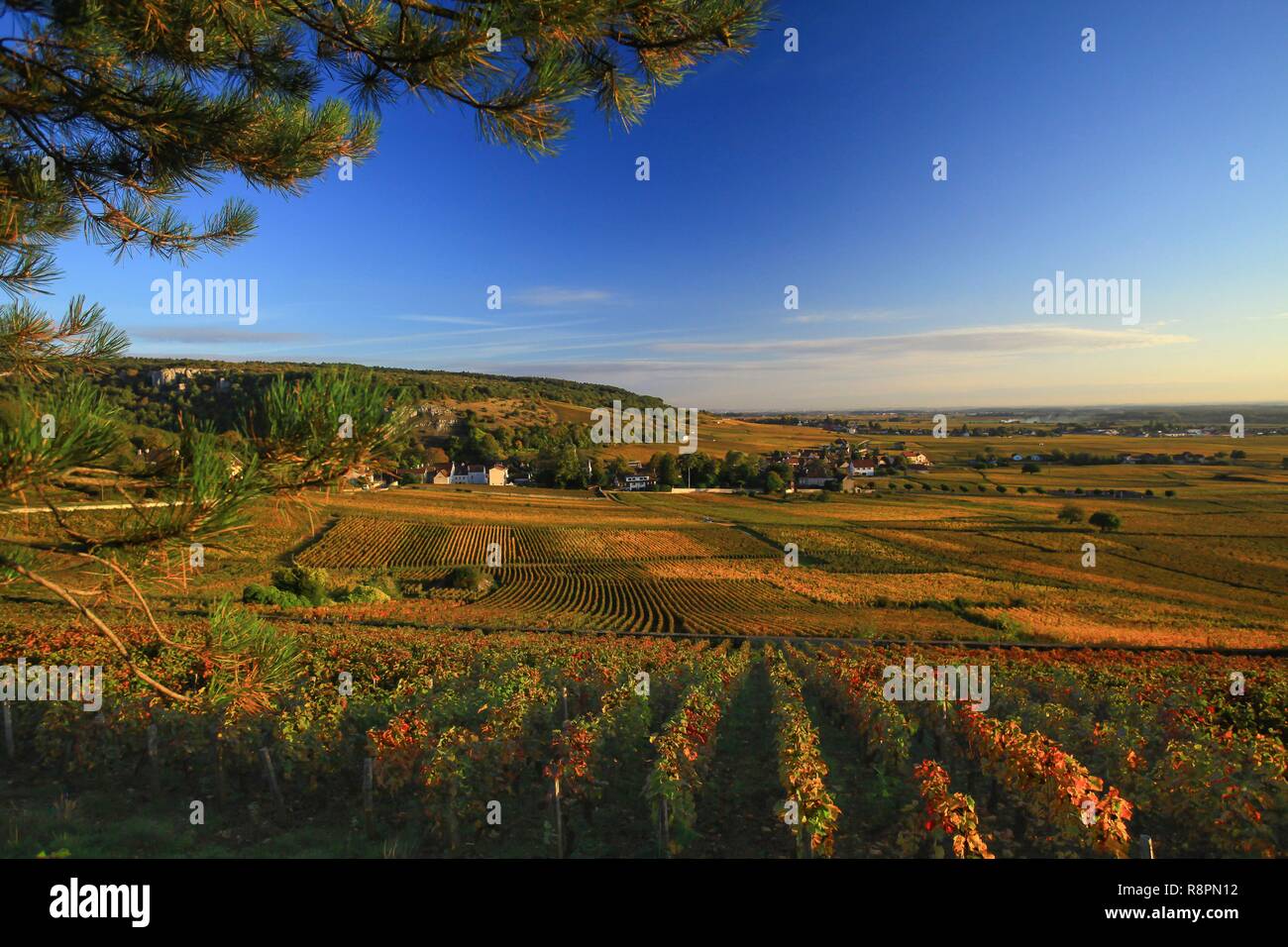 France, Côte d'Or, Paysage culturel de l'climats de Bourgogne classé au Patrimoine Mondial de l'UNESCO, Chambolle Musigny, vignoble de Bourgogne, vignoble AOC (Appellation d'ORIGINE PROTÉGÉE) des cotes de nuits en automne Banque D'Images France, Côte d'Or, Paysage culturel de l'climats de Bourgogne classé au Patrimoine Mondial de l'UNESCO, Chambolle Musigny, vignoble de Bourgogne, vignoble AOC (Appellation d'ORIGINE PROTÉGÉE) des cotes de nuits en automne Banque D'Images