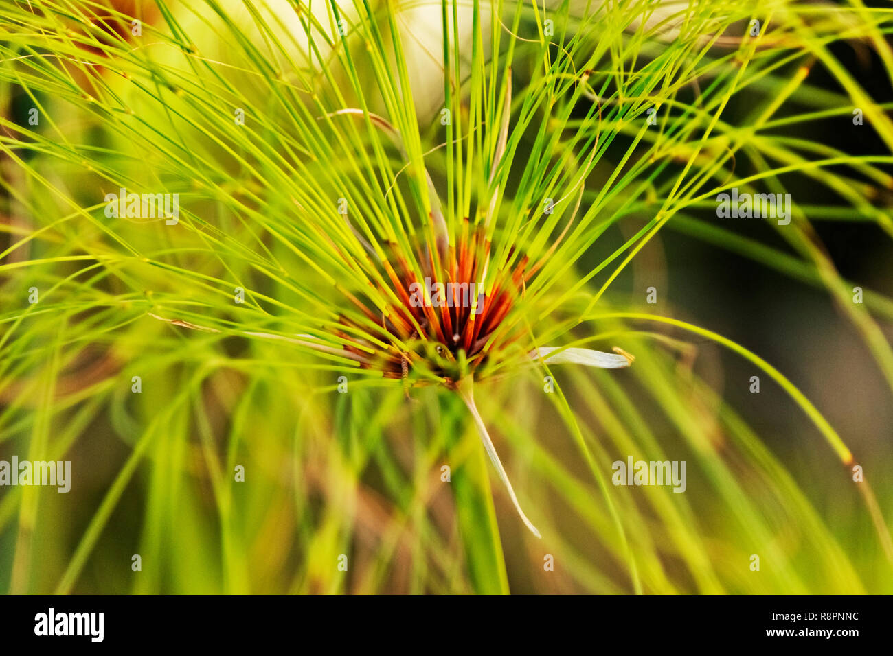 Les grappes d'impressionnants de minces tiges vertes -carex papyrus cyperus papyrus -, vert et marron , effet abstrait, selective focus Banque D'Images