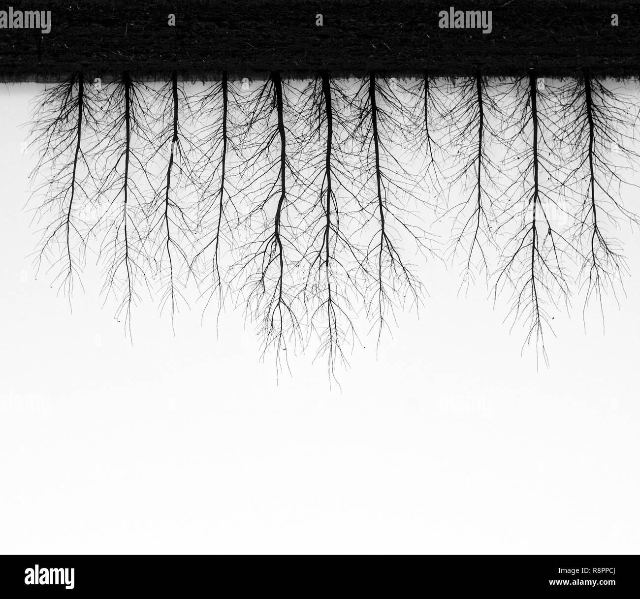Une photo d'arbres à l'envers sur un jour brumeux en noir et blanc Banque D'Images