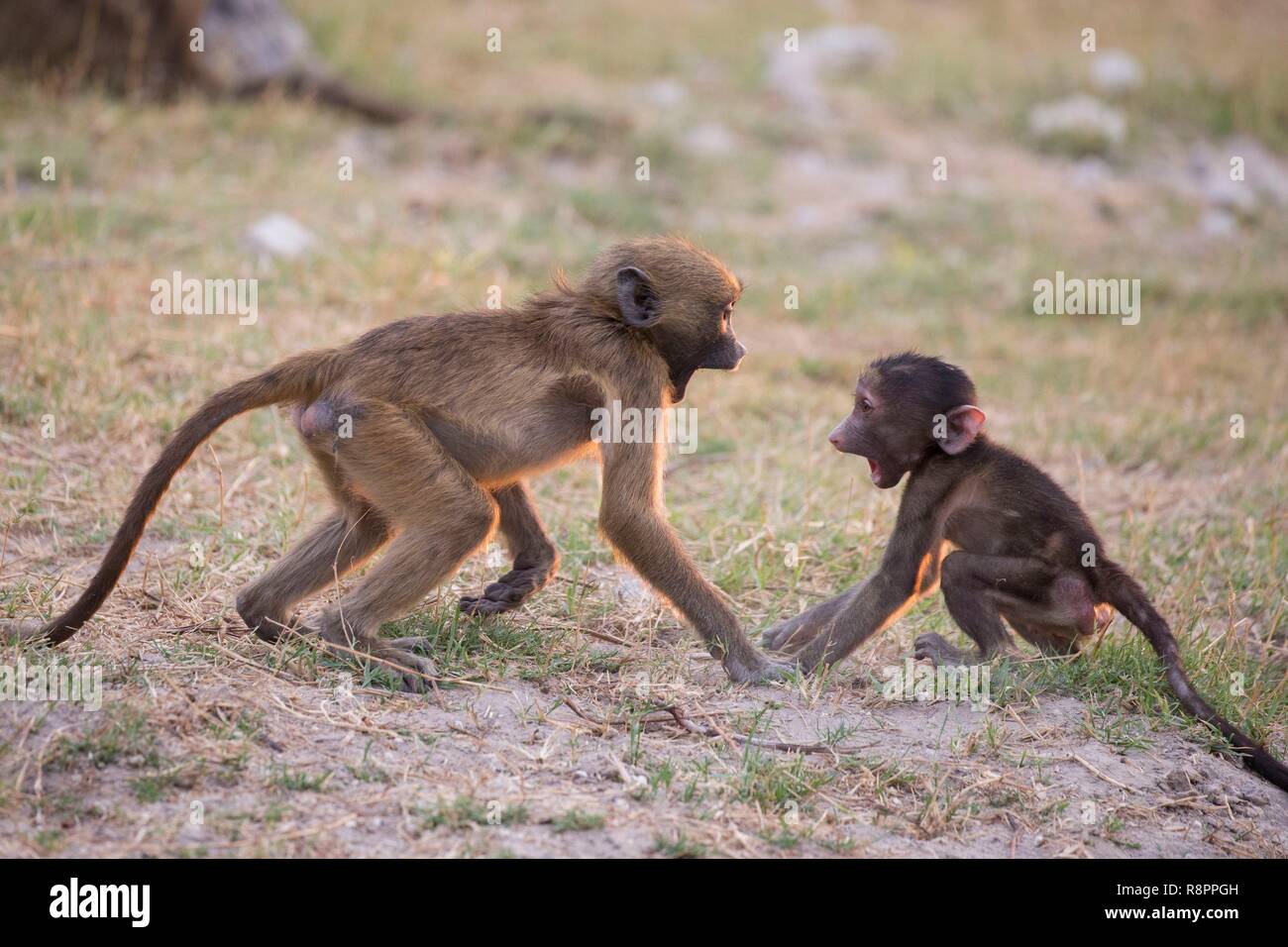 Le Parc National de Chobe, Botswana, Chobe river, le babouin Chacma (Papio ursinus), les bébés jouer Banque D'Images