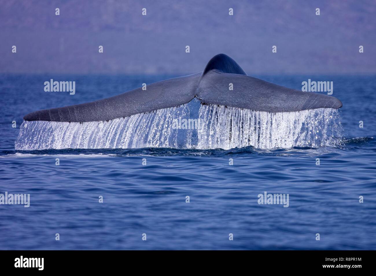 Mexique, Baja California Sur, Golfe de Californie (également connu sous le nom de la mer de Cortez ou mer de Cortés, Loreto, Loreto Bay National Marine Park, le rorqual bleu (Balaenoptera musculus), la queue d'un adulte Banque D'Images