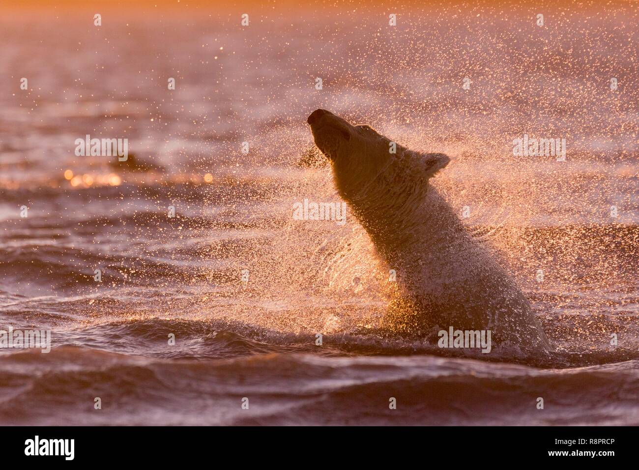 États-unis, Alaska, Arctic National Wildlife Refuge, Kaktovik, l'ours polaire (Ursus maritimus), le long d'une île à l'extérieur de Kaktovik, en Alaska. Chaque automne, les ours polaires (Ursus maritimus) recueillir près de Kaktovik sur la limite nord de la réserve faunique nationale de l'Arctique, l'Alaska, de l'automne. Natation Banque D'Images