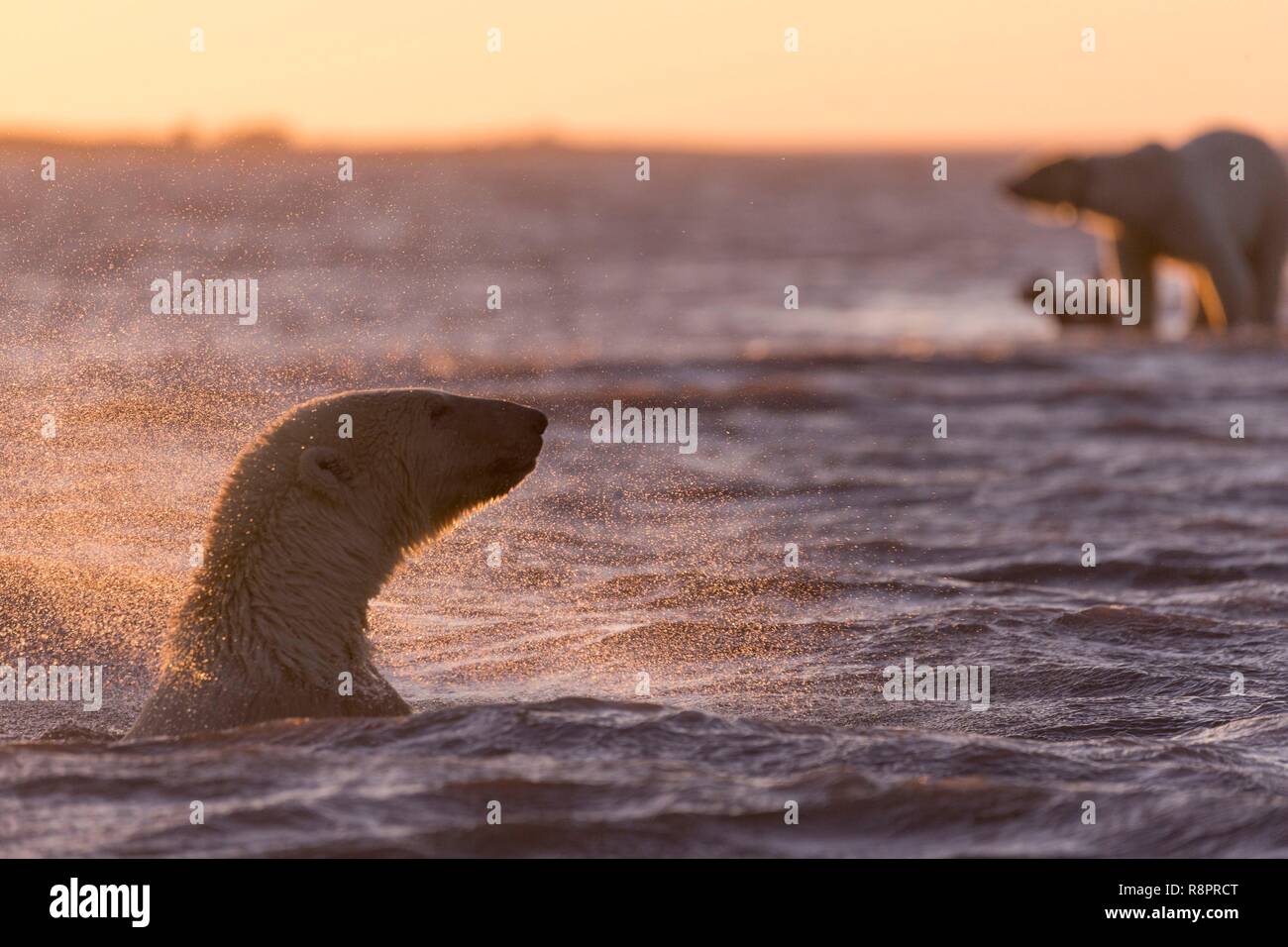 États-unis, Alaska, Arctic National Wildlife Refuge, Kaktovik, l'ours polaire (Ursus maritimus), le long d'une île à l'extérieur de Kaktovik, en Alaska. Chaque automne, les ours polaires (Ursus maritimus) recueillir près de Kaktovik sur la limite nord de la réserve faunique nationale de l'Arctique, l'Alaska, de l'automne. Natation Banque D'Images